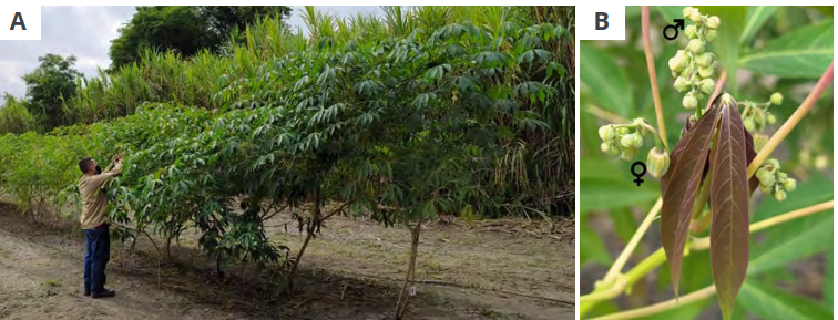 GE waxy cassava plants